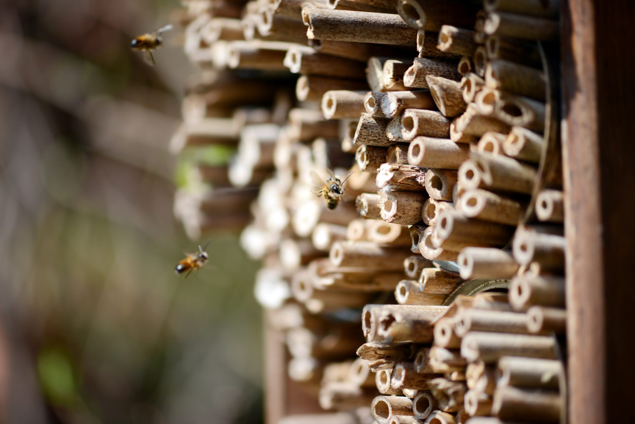 Insektenhotel_Arterhaltung_unterstuetzung_fuer_die_bienen.