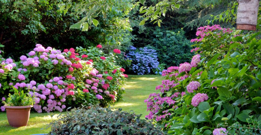 Blühender Garten mit bunten Hortensien und Rasenfläche – Symbolbild für Gartenpflege mit eigenem Wassertank